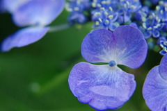 雨水を湛えて