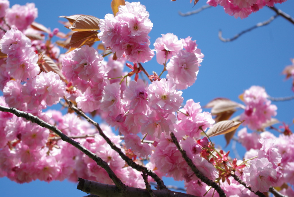 八重桜と空