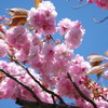 八重桜と空