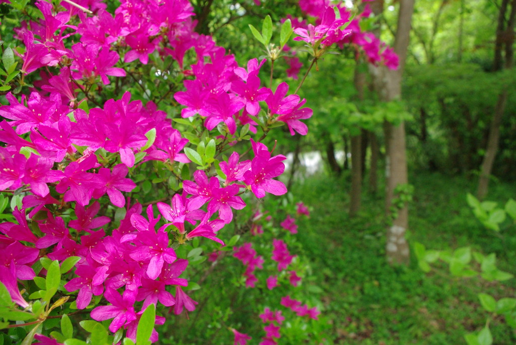 金鱗湖の花