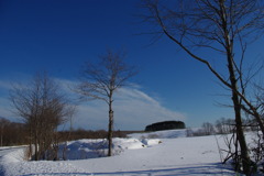 木と空と雪