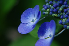 大人な紫陽花