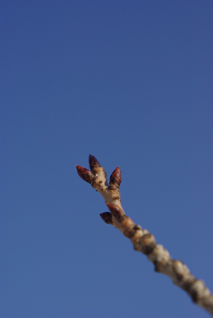 八重桜の芽