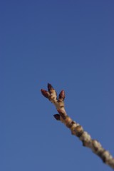八重桜の芽
