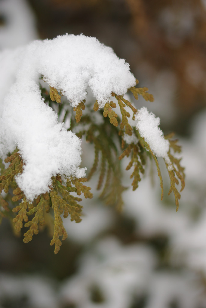 雪をかぶって
