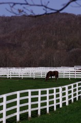 二十間道路から馬(1)