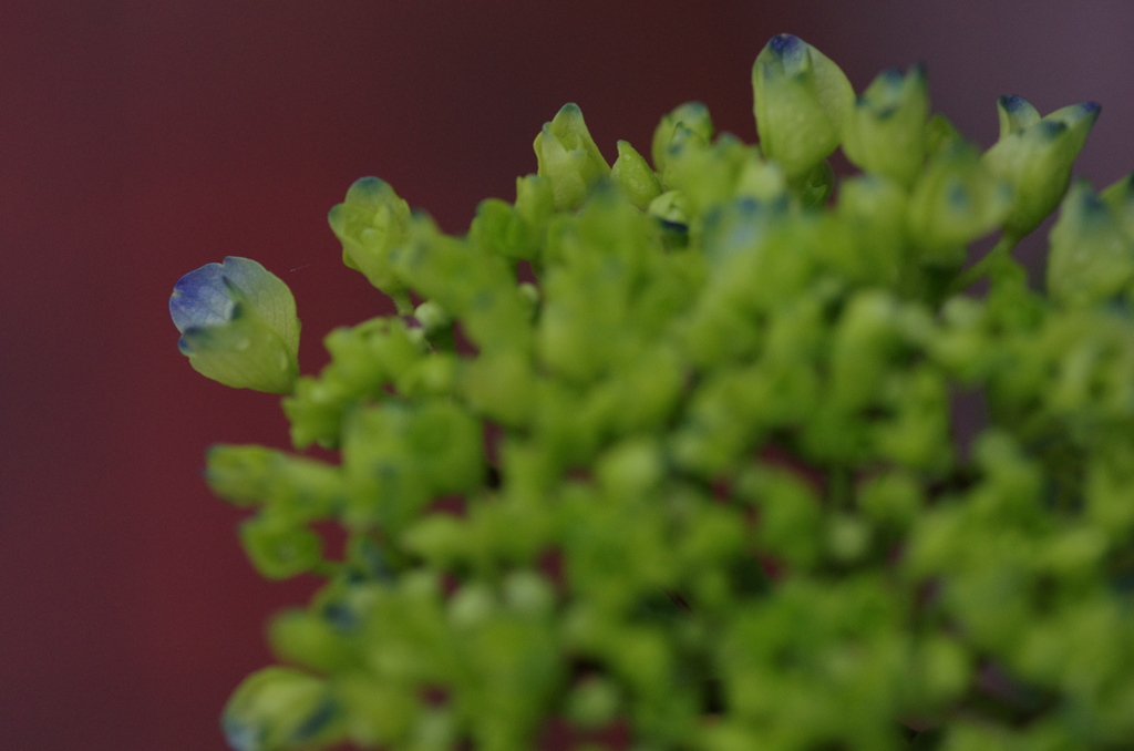 さぁ、紫陽花だ