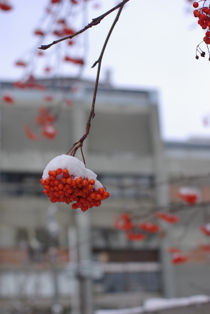 ななかまどに雪