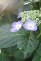 雨上りの朝の