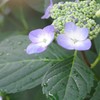 雨上りの朝の