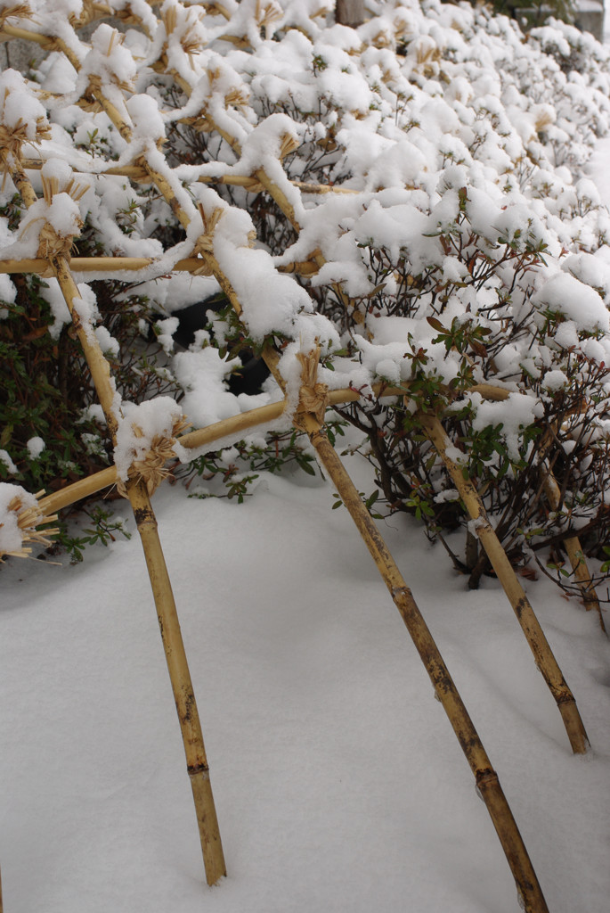 雪から護って