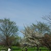 桜で記念写真