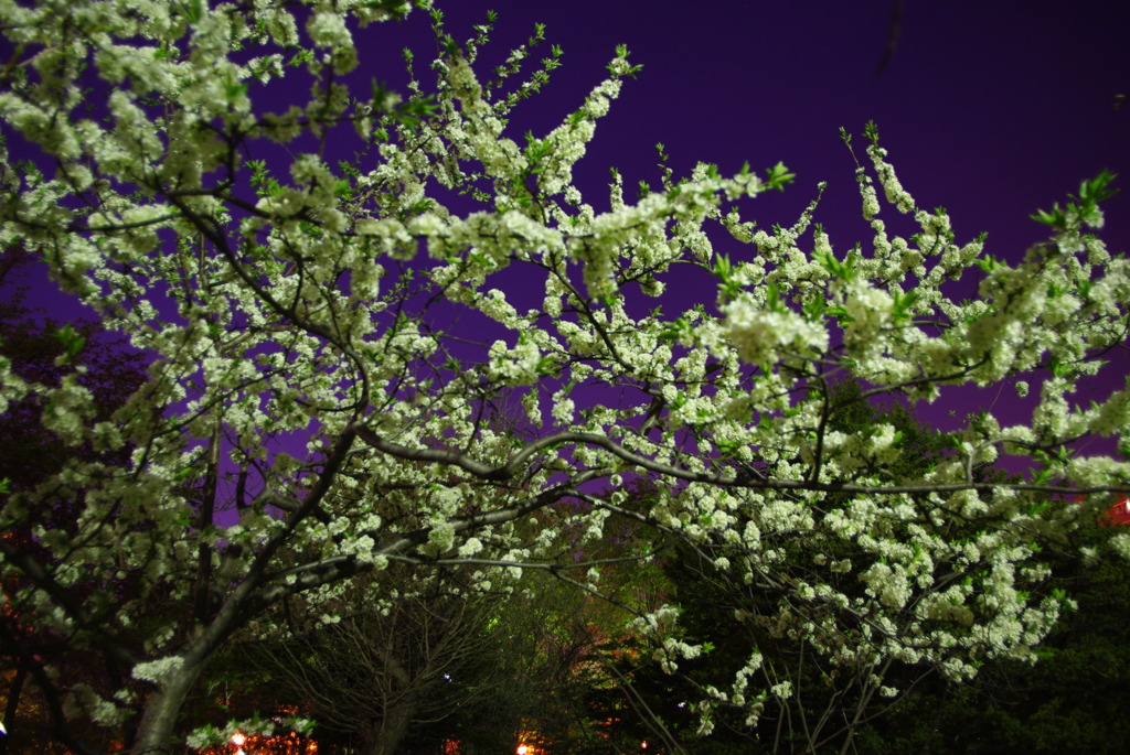 都会の夜空と桜