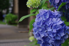 札幌の紫陽花