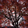紅葉の影