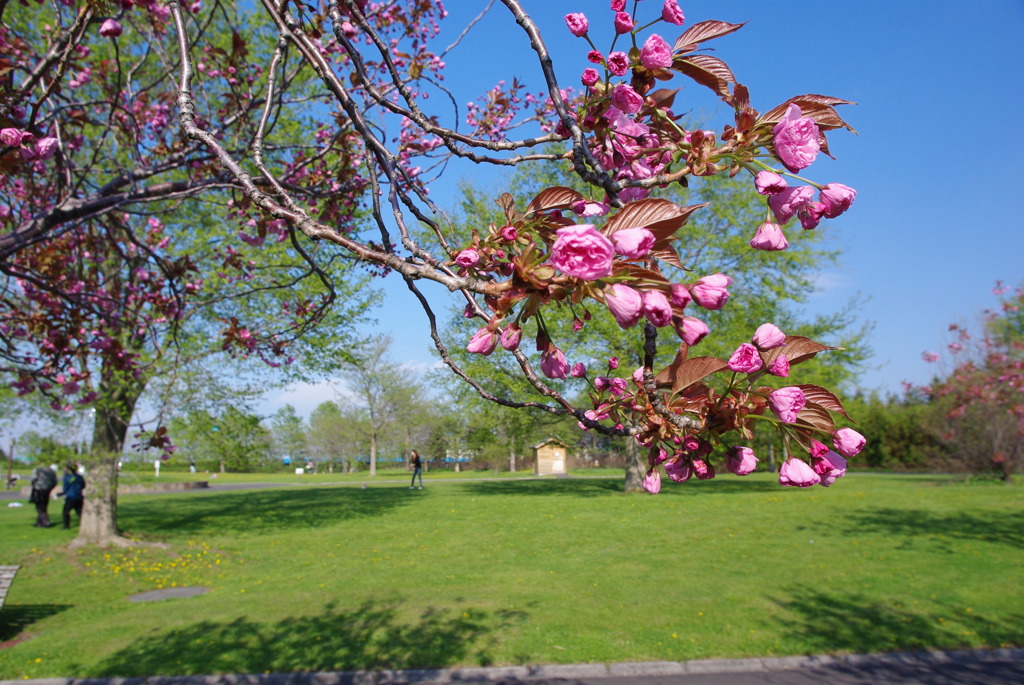 蕾・八重桜