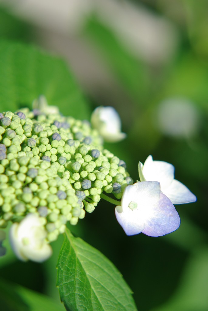 紫陽花