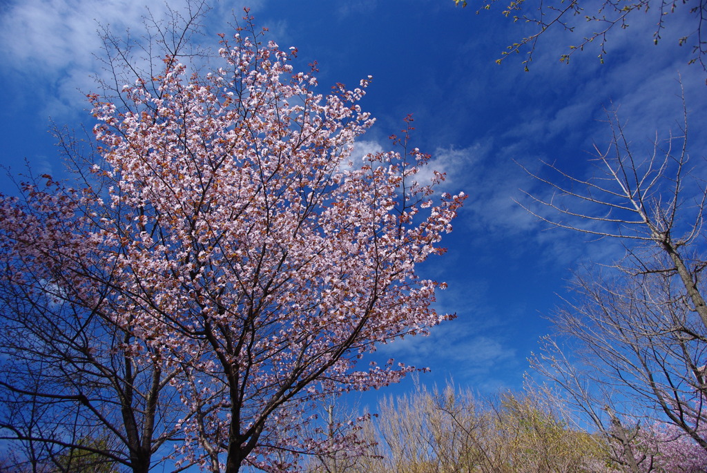 桜と空