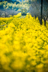 春色鉄道