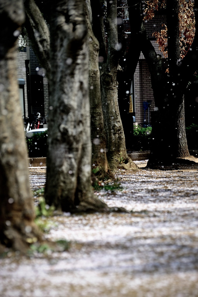 桜雪