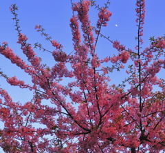 moon sakura &sunset