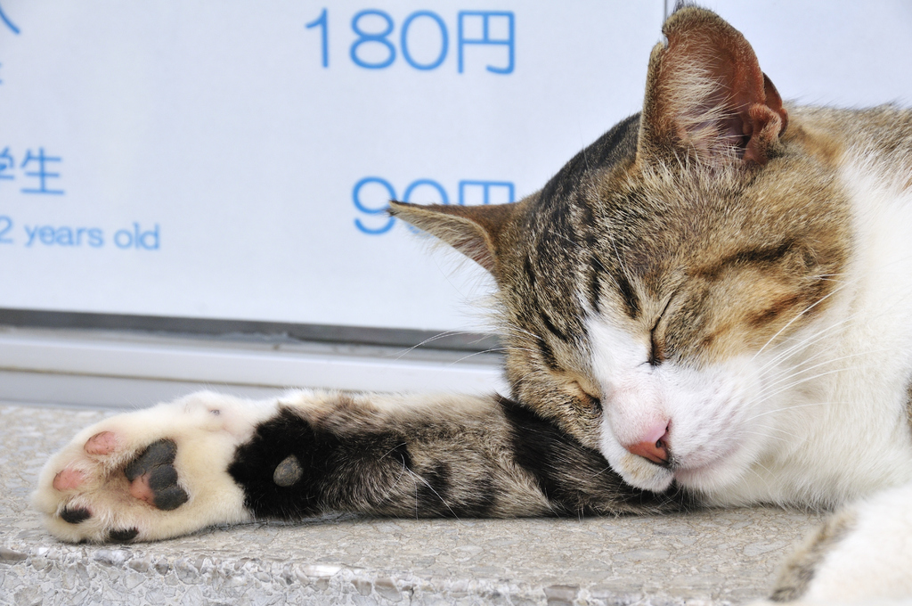 ゆるい猫（エスカー前）