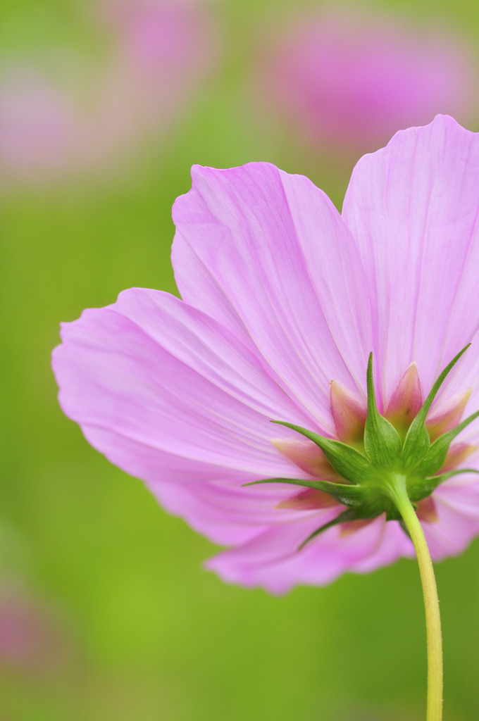 コスモス（秋桜）