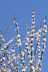 blue&white ume blossom