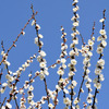 blue&white ume blossom