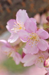 小春日和～河津桜