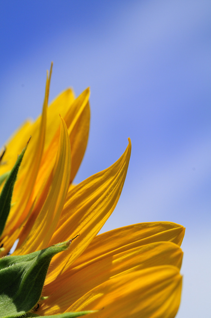 VitaminYellow