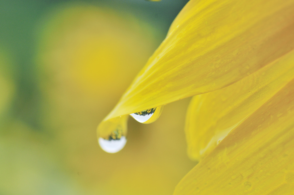 雨上がりのひまわり