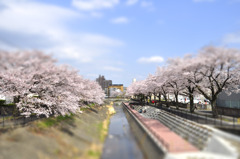 桜-tiltshift