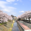 桜-tiltshift
