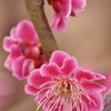緋の司　という名の梅の花。