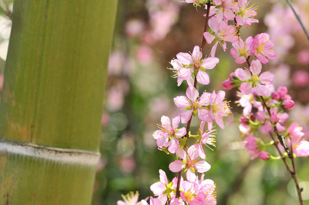 竹林で桜