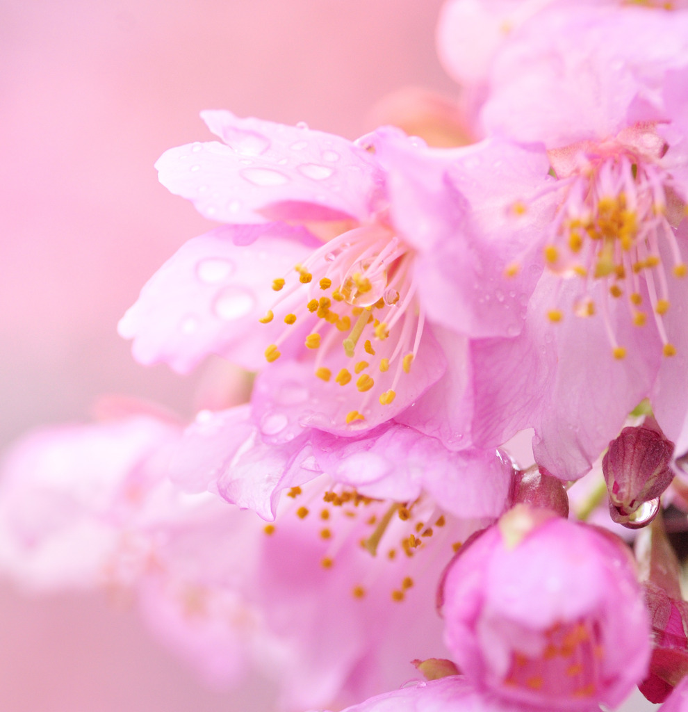 春一番　河津桜