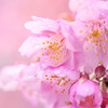 春一番　河津桜