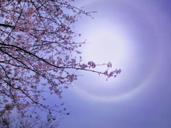 桜とハロ（日暈。まあるい虹のように見えます）