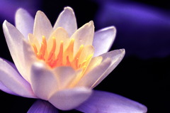 Lotus　蓮の花