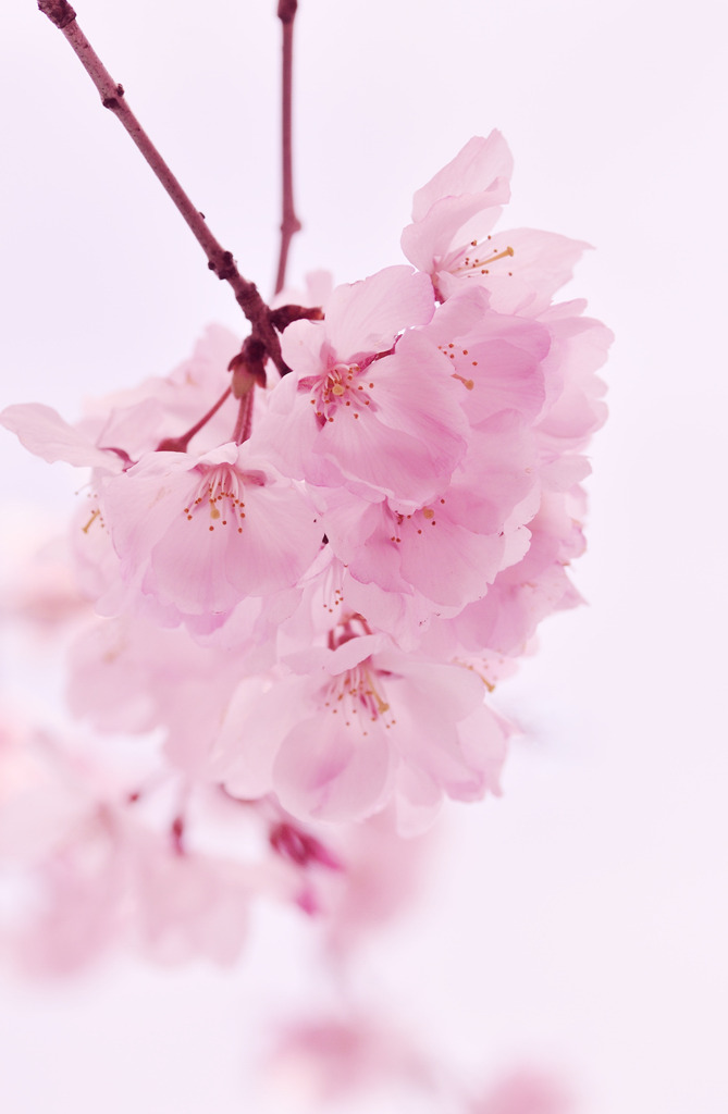 さくら-Pink sakura