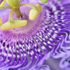 時計草（Passiflora caerulea）