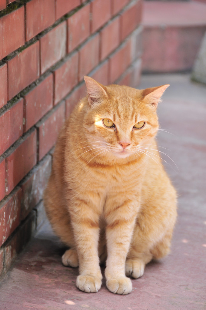 江ノ島　ねこ