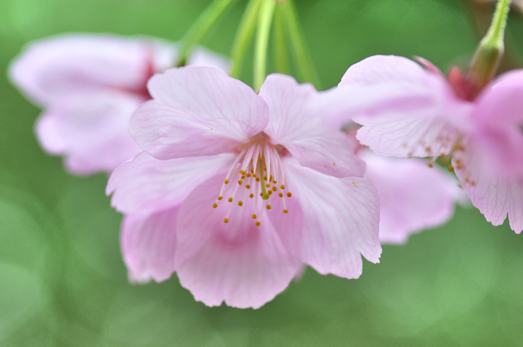 ミントな桜