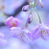 春の光