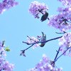 夢中~河津さくら＆メジロ
