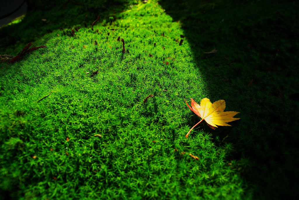 苔の上に落ちたもみじ