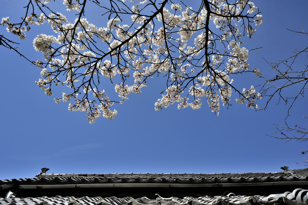 sakura