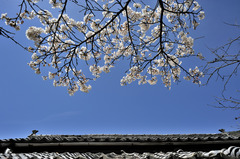 sakura