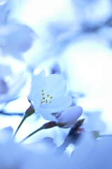 yasasii-sakura